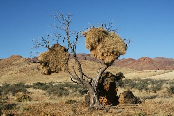 Ткачик птица