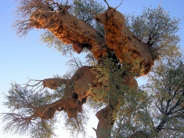 Ткачик птица