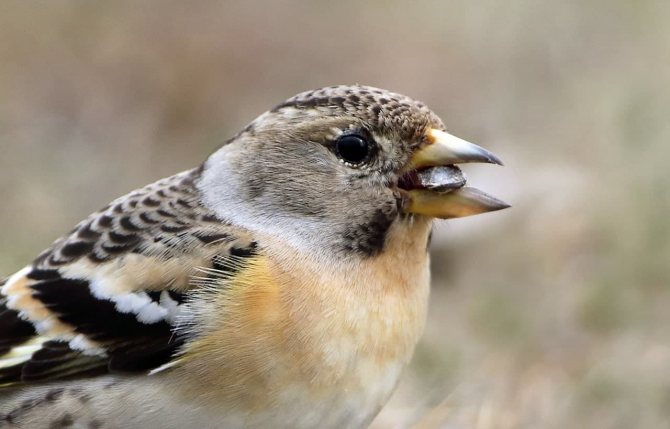 Вьюрок или Юрок?