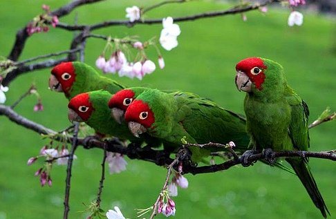 Попугай Аратинга: солнечный, золотой, яндайя, черноголовый