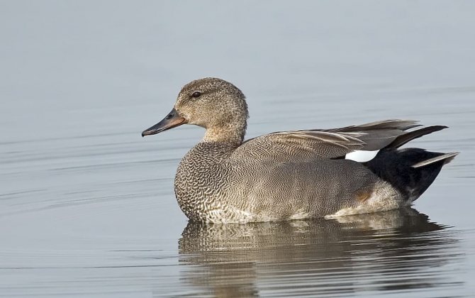Чирок свистунок - самая маленькая утка