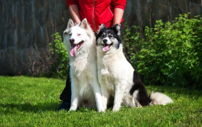 Порода собак якутская лайка и ее характеристики с фото