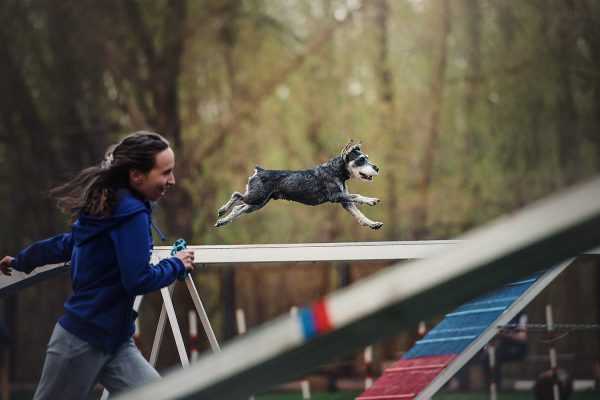 Аджилити для собак: что это такое, соревнования, породы