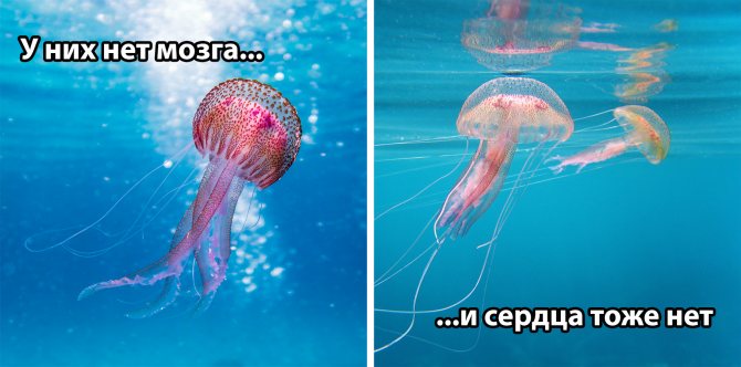 Морская оса - где обитает самая опасная в мире медуза, описание, размеры, яд