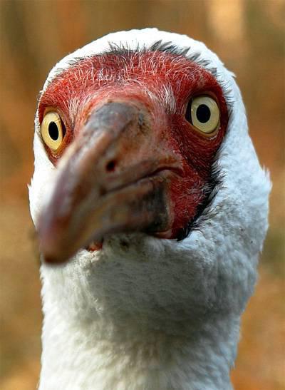 Белый журавль (стерх) – описание, где обитает, чем питается