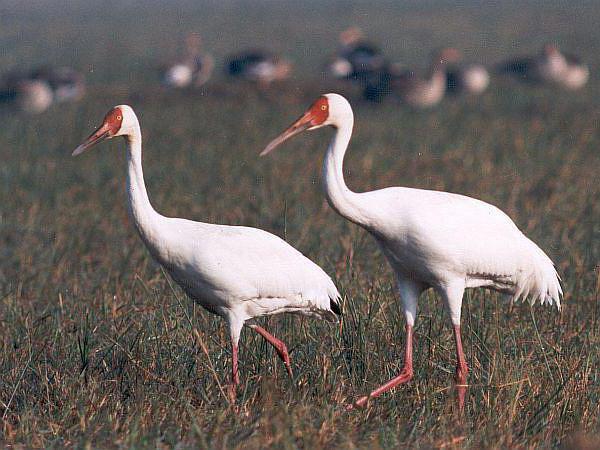 Белый журавль (стерх) – описание, где обитает, чем питается