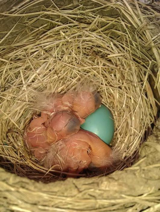 Белый журавль (стерх) – описание, где обитает, чем питается