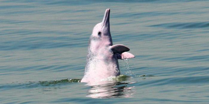 Где можно увидеть дельфинов в России в естественной среде обитания?