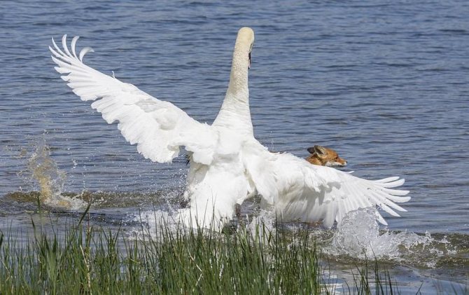 Когда и как лебеди выводят своих птенцов: особенности содержания маленьких лебедей
