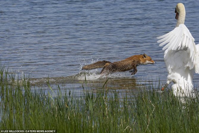 Когда и как лебеди выводят своих птенцов: особенности содержания маленьких лебедей