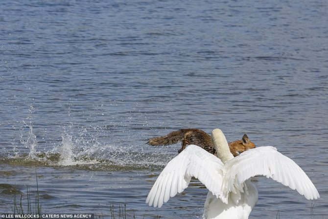 Когда и как лебеди выводят своих птенцов: особенности содержания маленьких лебедей