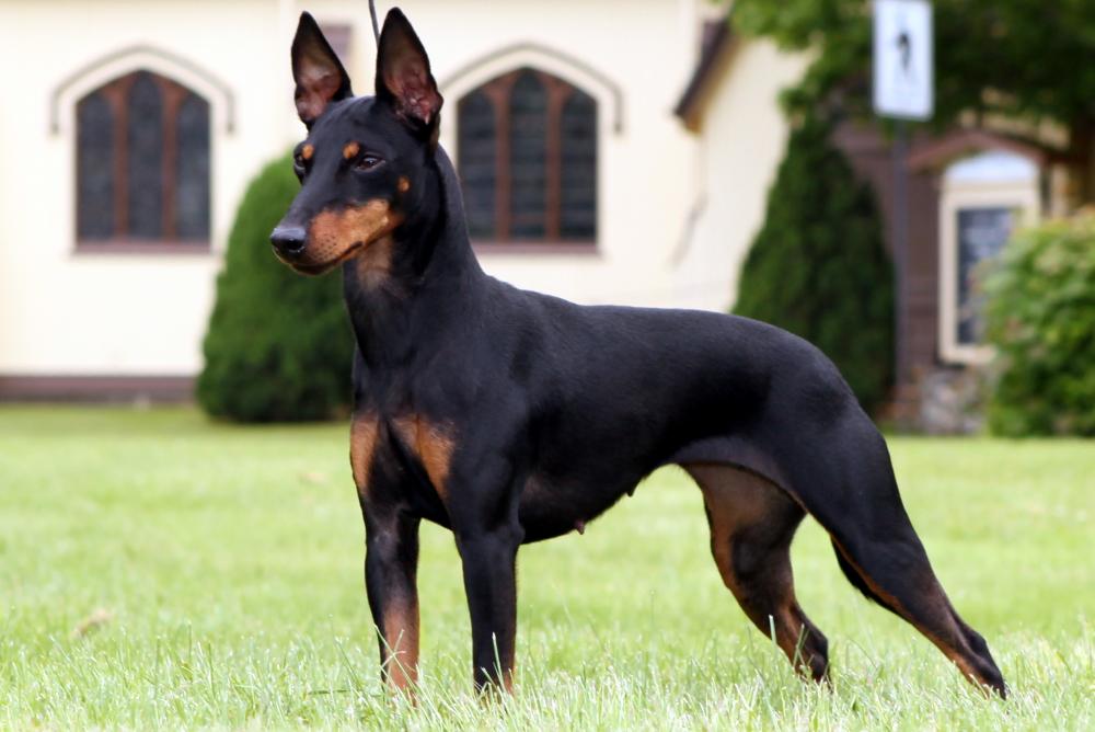 Манчестерский терьер: стандарт породы, особенности и уход