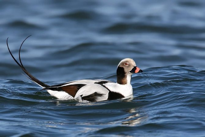 Чирок свистунок - самая маленькая утка