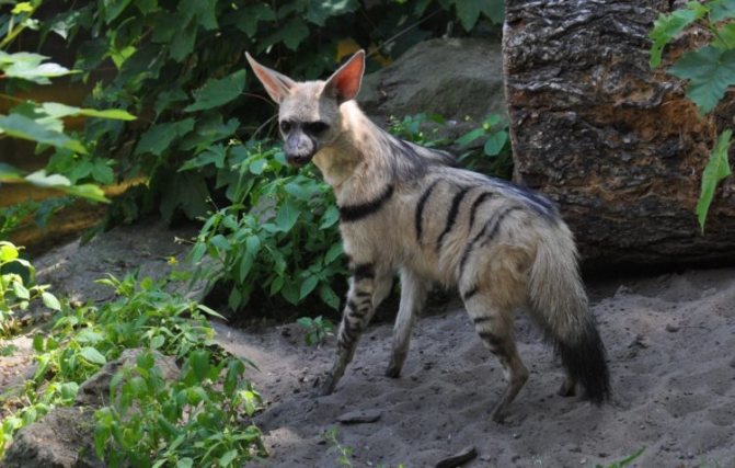 Гиена: семейство кошачьих или собачьих