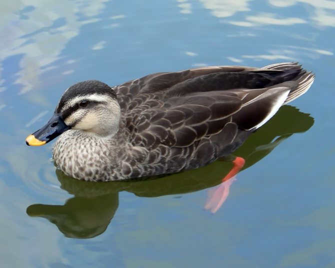 Чирок свистунок - самая маленькая утка