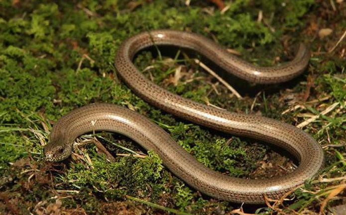 Ящерица-веретеница: какая она и как ее отличить от змеи