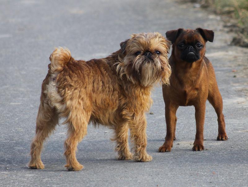 Брюссельский гриффон и бельгийский: происхождение и другие виды, описание породы собак