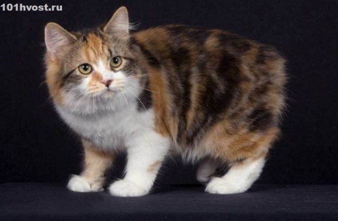 Кимрик: сколько живут, окрас, темперамент, повадки, частота кормления, болезни и дефекты породы