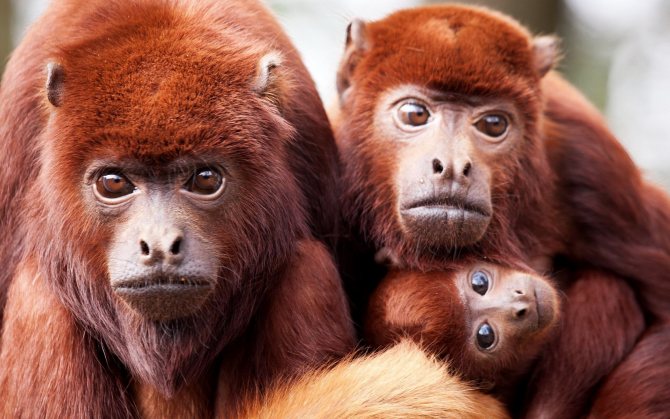 Ревуны - самые громкоголосые обезьяны