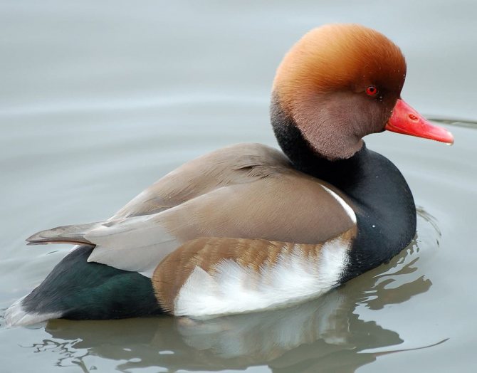 Чирок свистунок - самая маленькая утка