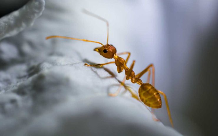 Сколько живут муравьи, каково их строение и как они выглядят