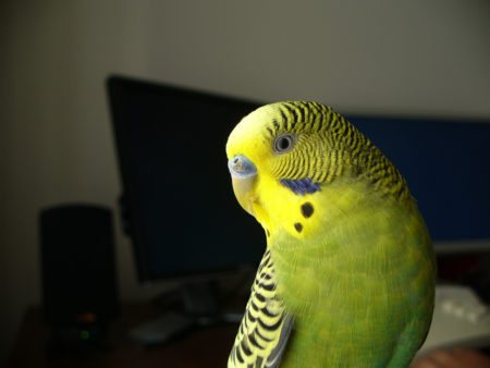 Попугай чех: описание породы