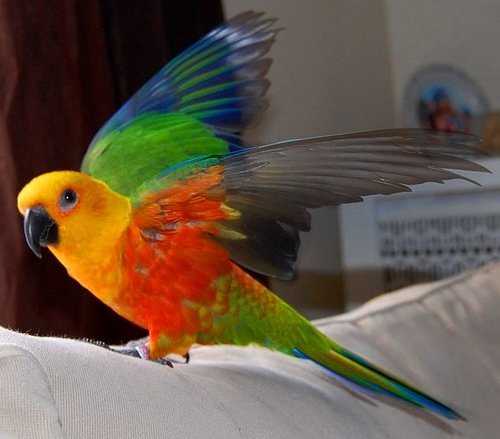 Попугай Аратинга: солнечный, золотой, яндайя, черноголовый