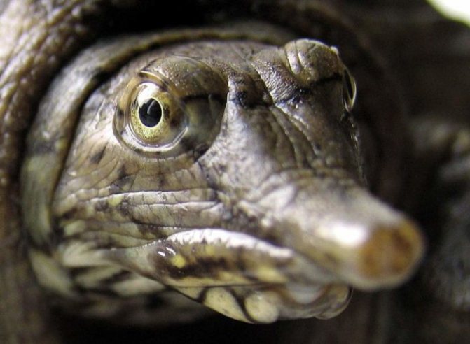 Китайская черепаха Трехкилевая (Трионикс) - содержание в домашних условиях