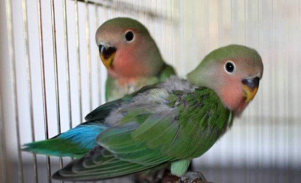 Голубой, зеленый, фиолетовый волнистый попугай: разновидности и расцветки