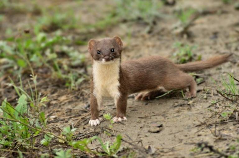 Ласки домашние: уход и содержание