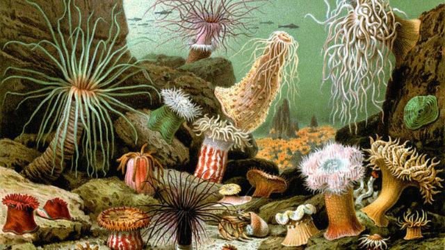 Интересные факты о рыбе-клоуне