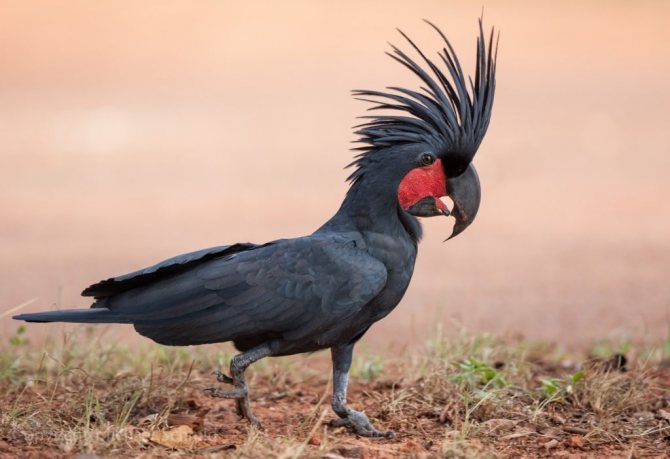 Черный какаду (пальмовый попугай): описание, образ жизни, содержание