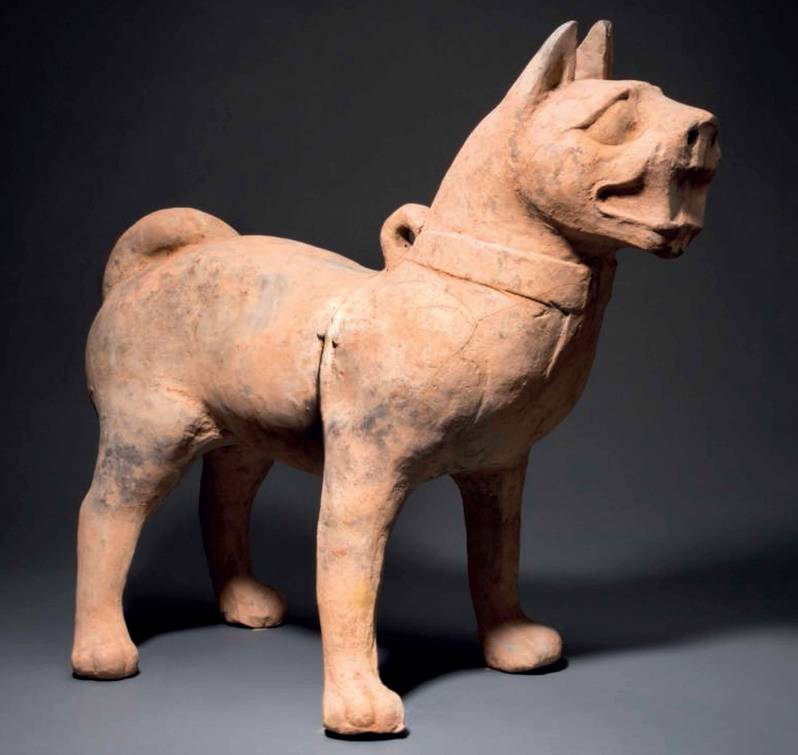 Сколько живут шарпеи в домашних условиях, продолжительность жизни шарпеев