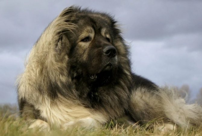 Кавказская овчарка: характеристика породы собак