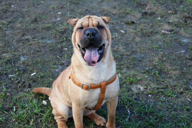 Сколько живут шарпеи в домашних условиях, продолжительность жизни шарпеев