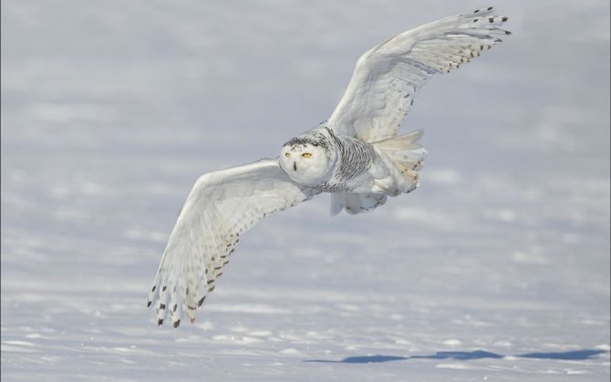 На сколько может поворачивается голова у совы и почему она крутится