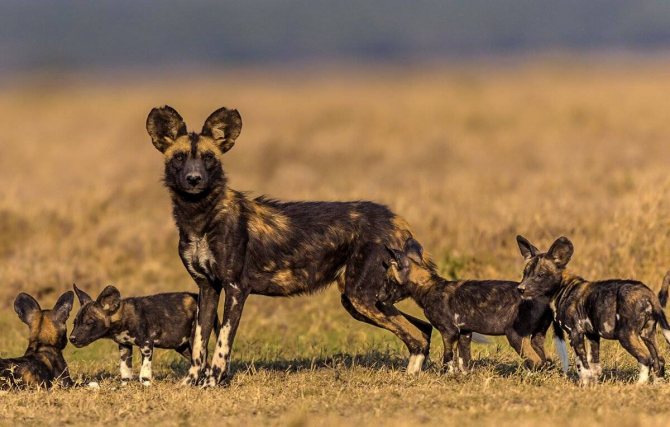Гиеновидная собака – описание, ареал, рацион, враги, популяция