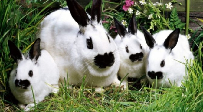 Кролик Бабочка: описание породы,характеристика