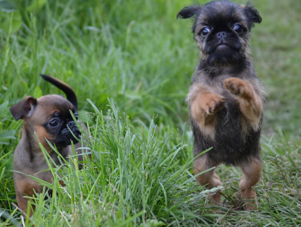 Брюссельский гриффон и бельгийский: происхождение и другие виды, описание породы собак