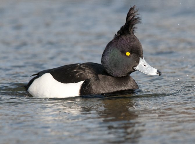 Самые яркие и позитивные виды птиц мира