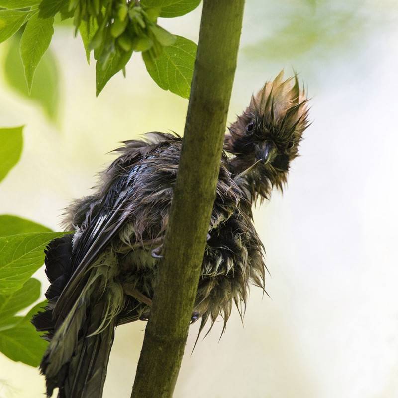 Сойка (фото) – птица, поражающая своим репертуаром