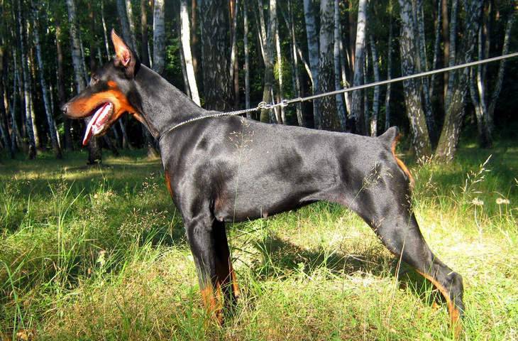 Собаки, которые спасают людей в горах