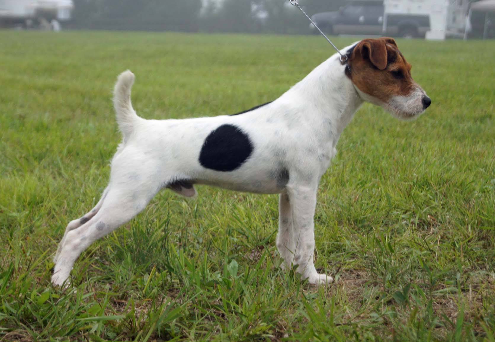 Джек-рассел-терьер - характер собаки, разведение и воспитание щенков, тип и окрас шерсти, рацион