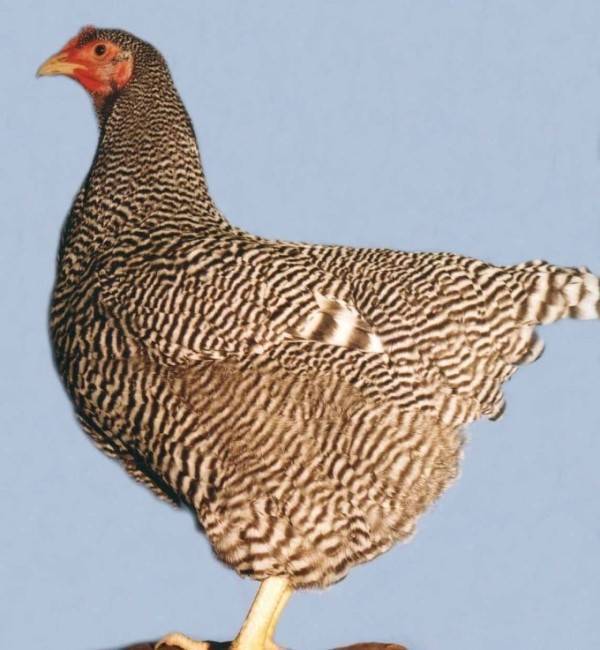 Плимутрок - порода кур: описание и характеристики (полосатый, белый)