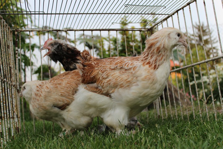 Куры фавероль: описание породы, содержание и уход в домашних условиях