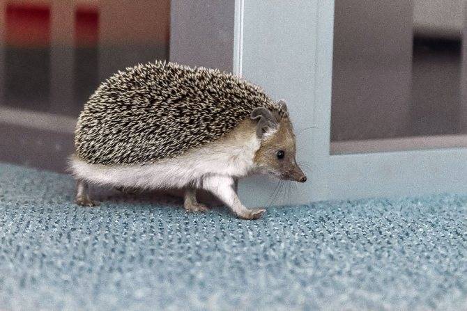 Африканский карликовый еж: продолжительность жизни, содержание и уход в домашних условия, чем кормить, разведение