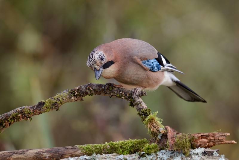 Сойка (фото) – птица, поражающая своим репертуаром