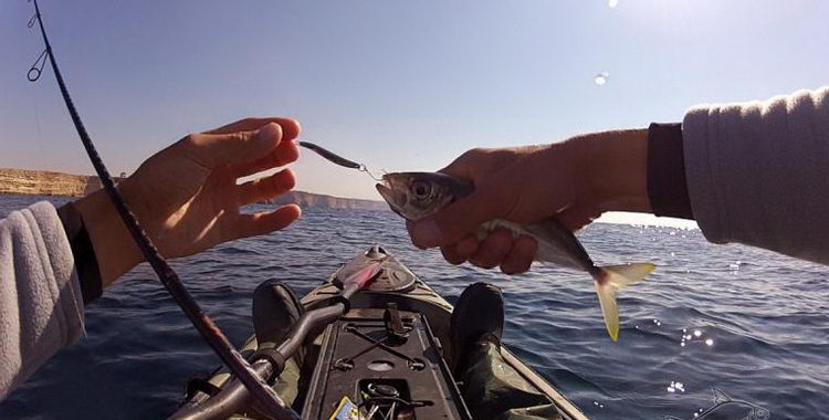 Ставрида (черноморская рыба): как ловить, места обитания, внешний вид, размеры, повадки, список самых уловистых приманок для ставриды