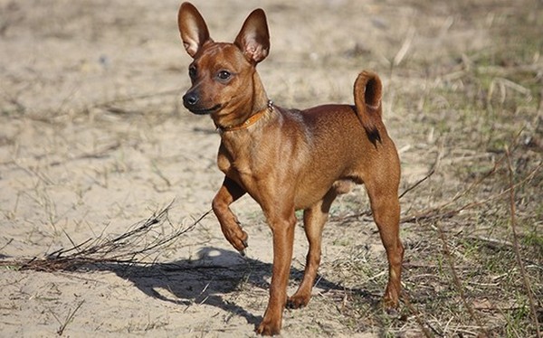 Той-терьер мини: описание породы, содержание, уход, характер