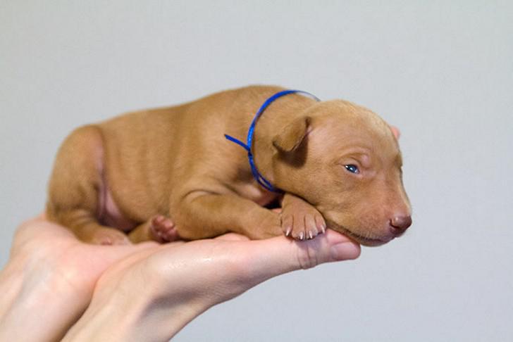 Характеристика собак Чирнеко дель Этна: особенности сицилийской борзой породы